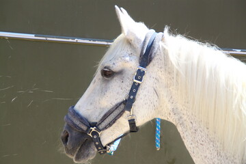 caballo