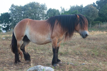 caballo
