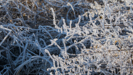 Hoarfrost on the grass in the morning. Winter landscape., macro