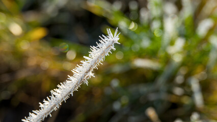 Hoarfrost on the grass in the morning. Winter landscape., macro