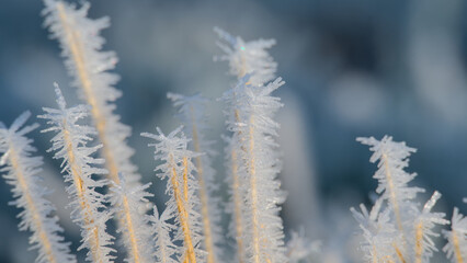 Hoarfrost on the grass in the morning. Winter landscape., macro