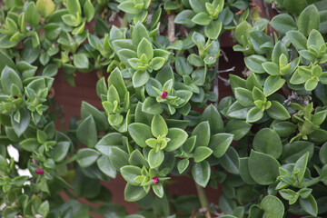 Green succulent background with pink flowers. High quality photo