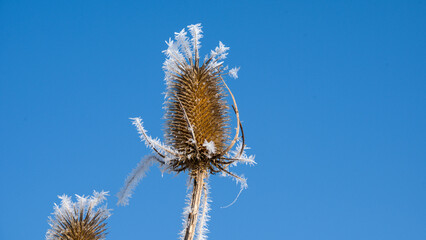 Dry teasel in hoarfrost on a background of blue sky