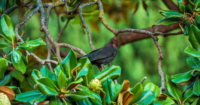 Juvenile Blackbird Perched Among Twisting Magnolia Branches in a Verdant Canopy, Surrounded by Glossy Green Leaves and Emerging Seed Pods - Powered by Adobe