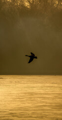 Canada Goose Silhouette in Flight Over a Tranquil Golden Water Surface at Dawn with a Misty Forest Backdrop in a Dramatic and Atmospheric Scene
