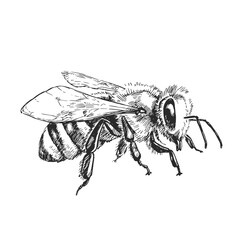 Vector hand-drawn illustration of bee. Black and white sketch of insect. Beekeeping.
