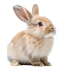 Obraz premium Soft and fluffy rabbit sitting gracefully against a white background, showcasing its gentle expression and adorable features Transparent PNG