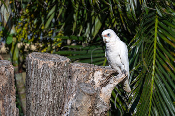 Short-billed Corella perched on a tree stump