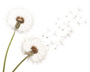 Dandelion seeds gently blowing in the breeze during a sunny afternoon in a serene outdoor environment Transparent PNG