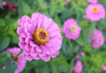 Pink dahlias on a green background in the garden. beautiful natural background. floral landscape. flowers. Dahlia buds. delicate petals. smell. background texture. nature. summer garden. autumn garden