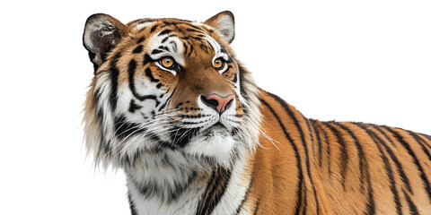 Obraz premium Majestic tiger in a natural pose, showcasing its striking fur and captivating eyes in bright lighting Transparent PNG