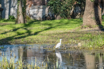 A white bird is standing in a pond