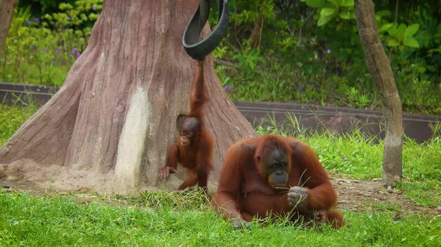 serene image of Sumatran orangutan or Pongo abelii, highlighting natural wildlife behavior within a lush green habitat.The Sumatran orangutan is endemic to Sumatra and critically endangered