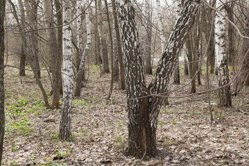 Birch trees forest spring nature