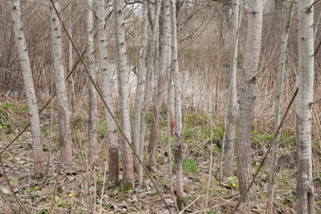 Spring dense forest nature landscape