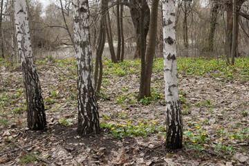Spring forest nature, birch trees