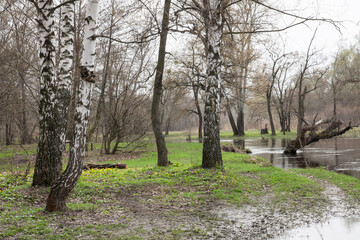 Spring nature. Birch trees on river bank