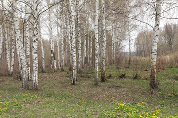 Birch grove in early spring