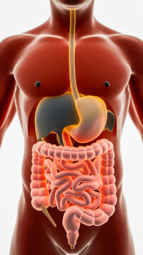 Human digestive system anatomy illustration.