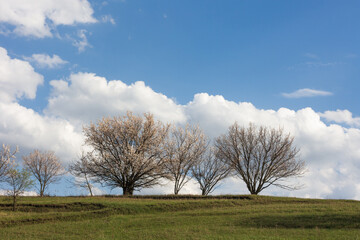 Apricot tree blooming, spring landscape