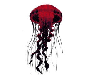 jellyfish isolated Red dark