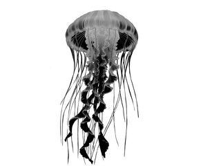 jellyfish isolated  Black White gray