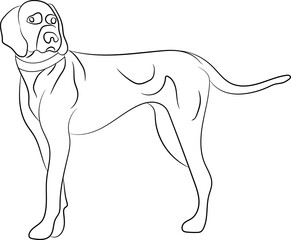 Line drawing of the dog, unick line artwork