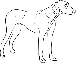 Line drawing of the dog, unick line artwork