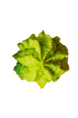 Wasabi Japon Green isolated