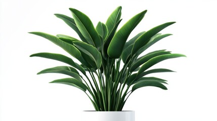 Obraz premium Vibrant green indoor plant with large leaves in minimalist white pot against white background
