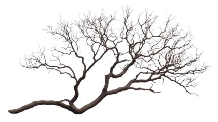 Leafless tree branches extending against transparent background