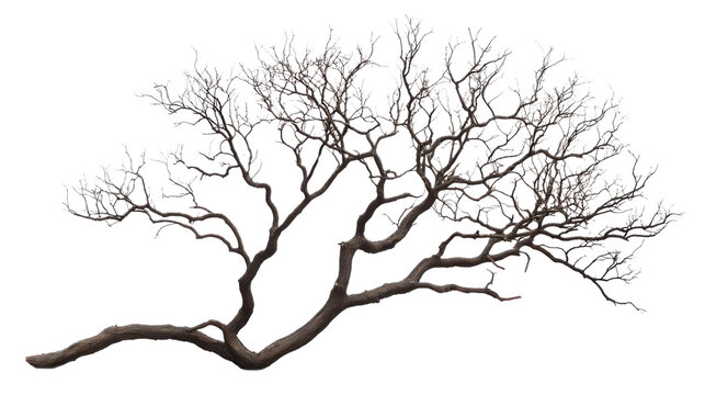 Leafless tree branches extending against transparent background