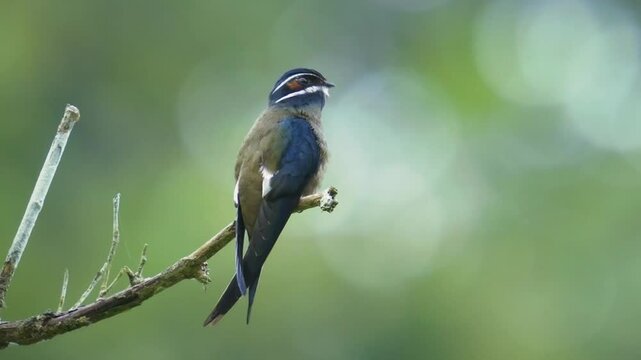 Whiskered treeswift Hemiprocne comata bird in Hemiprocnidae, found in Brunei, Indonesia, Malaysia, Myanmar, Philippines, Singapore and Thailand, beautiful colored swift on the wire.
