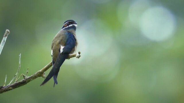 Whiskered treeswift Hemiprocne comata bird in Hemiprocnidae, found in Brunei, Indonesia, Malaysia, Myanmar, Philippines, Singapore and Thailand, beautiful colored swift on the wire.
