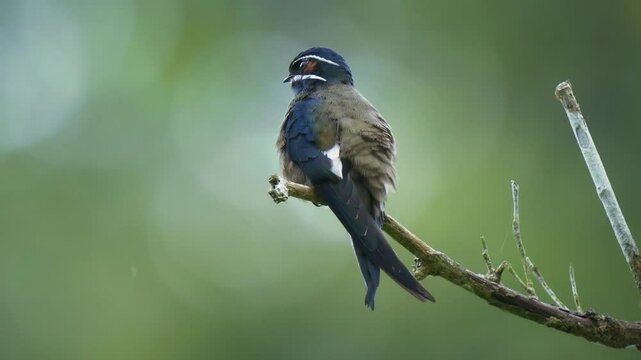 Whiskered treeswift Hemiprocne comata bird in Hemiprocnidae, found in Brunei, Indonesia, Malaysia, Myanmar, Philippines, Singapore and Thailand, beautiful colored swift on the wire.