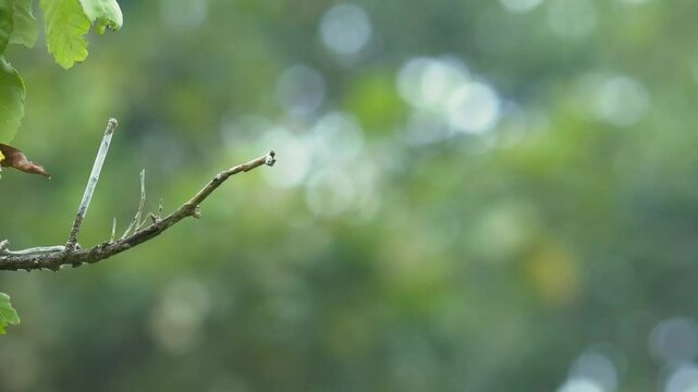 Whiskered treeswift Hemiprocne comata bird in Hemiprocnidae, found in Brunei, Indonesia, Malaysia, Myanmar, Philippines, Singapore and Thailand, beautiful colored swift on the wire.
