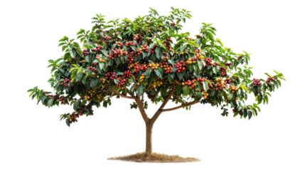 Coffee tree showing colorful ripening coffee beans on transparent background