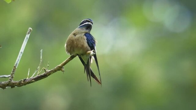 Whiskered treeswift Hemiprocne comata bird in Hemiprocnidae, found in Brunei, Indonesia, Malaysia, Myanmar, Philippines, Singapore and Thailand, beautiful colored swift on the wire.