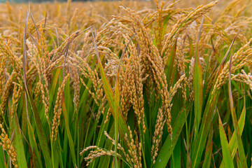 Mature rice in the field