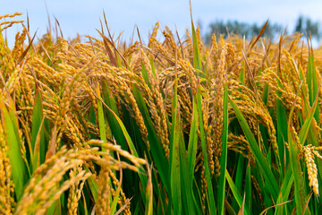 Mature rice in the field