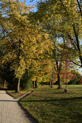 birds on the lake against the backdrop of autumn,