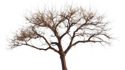 Obraz premium Leafless tree standing tall against transparent background