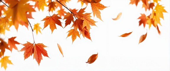 Fototapeta premium Dynamic Autumn Maple Leaves in Mid-Air Against a white Background