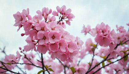 Cherry Blossoms Bloom