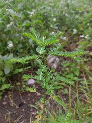 a lot of plants growing