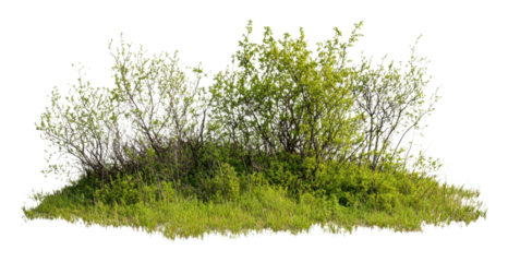 Lush green shrubbery on a grassy mound isolated on transparent background