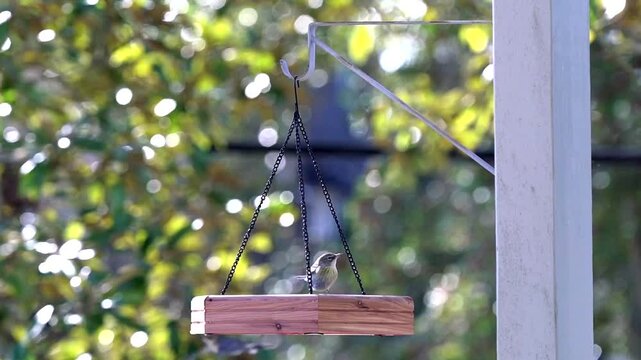 A Ruby-crowned Kinglet has competition from his friends at a hanging wooden bird feeder in a lush green garden.