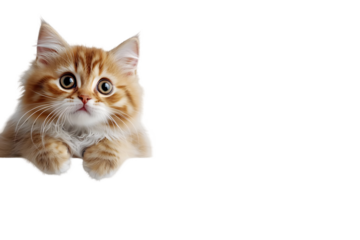 Beautiful funny Kitten. Cat on a white background. Cat posing at camera. Close up portrait a cute Kitten. Web banner with copy space. Pet. Empty space for text.