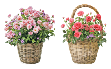 Beautiful floral arrangements in woven baskets isolated on transparent background