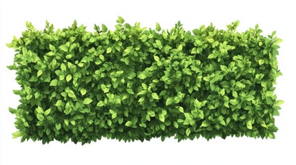 Obraz premium Dense green hedge with lush leaves isolated on white background
